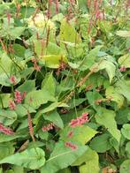 Duizendknoop, rood/roze persicaria, volwassen plant, Ophalen, Overige soorten, Halfschaduw