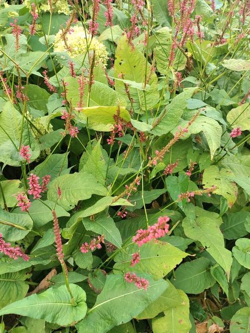 Duizendknoop, rood/roze persicaria, planten bijna gratis, Tuin en Terras, Planten | Tuinplanten, Overige soorten, Halfschaduw