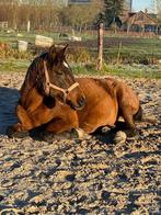 24/7 buiten stalling, Dieren en Toebehoren, Stalling en Weidegang, Stalling, 2 of 3 paarden of pony's