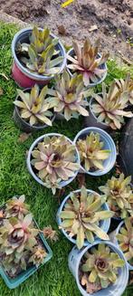 vetplanten, Ophalen, Bodembedekkers, Volle zon, Vaste plant