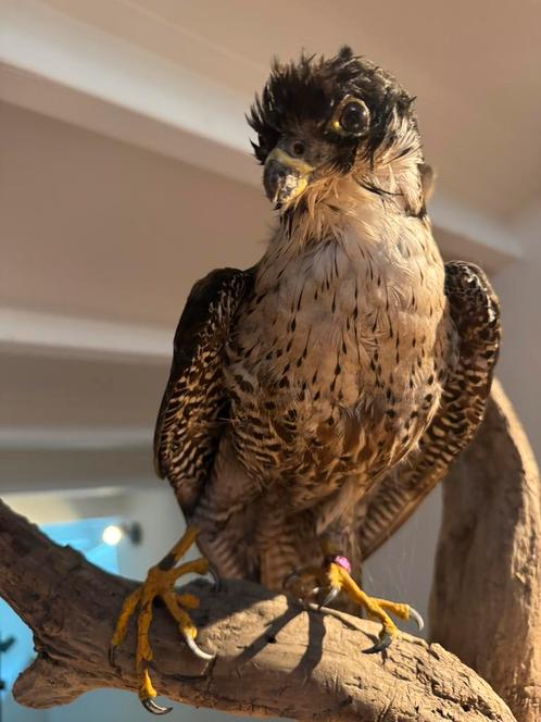 Opgezette slechtvalk, Verzamelen, Dierenverzamelingen, Gebruikt, Opgezet dier, Vogel, Ophalen
