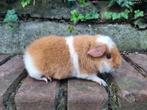 Leuke us teddy beer, Dieren en Toebehoren, Knaagdieren, Cavia, Juni, Mannelijk, Tam