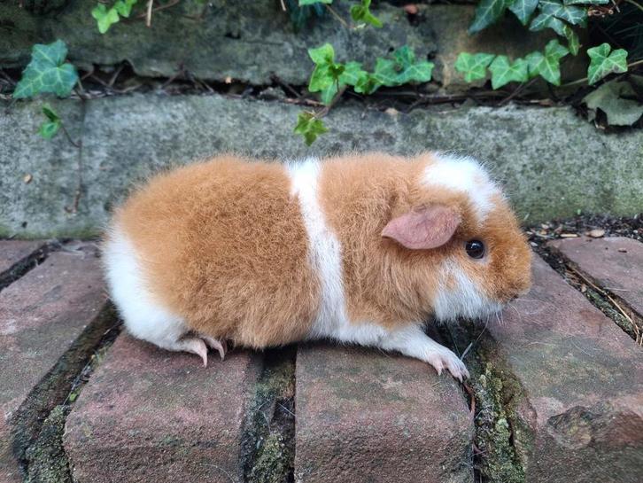 Leuke us teddy beer, Dieren en Toebehoren, Knaagdieren, Mannelijk, Cavia, Juni, Tam