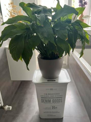 Grote kamerplant met pot – op zoek naar een nieuw thuis beschikbaar voor biedingen