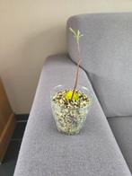 Avocado Plantje in Glas, Tuin en Terras, Planten | Tuinplanten, Ophalen, Volle zon, Vaste plant, Bloeit niet
