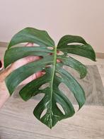Monstera Deliciosa Albo Variegata stekken, Ophalen of Verzenden, Overige soorten, Minder dan 100 cm