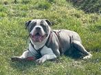 Bully XL DEK REU, Dieren en Toebehoren, Reu, 1 tot 2 jaar, Rabiës (hondsdolheid), Eén hond
