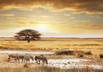 Afrikaanse Savanne fotobehang, zebra, olifant *Muurdeco4kids, Huis en Inrichting, Stoffering | Behang, Verzenden, Afrika, savanne