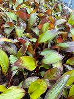 Ensete ventricocosum maurelii rode bananenplant, Tuin en Terras, Planten | Tuinplanten, Ophalen of Verzenden, Zomer, Volle zon