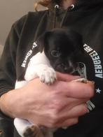 4 jack russel pups, Dieren en Toebehoren, Honden | Jack Russells en Terriërs, Rabiës (hondsdolheid), Jack Russell Terriër, 8 tot 15 weken