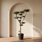 Olijfboom pon pon, 100 tot 250 cm, Olijfboom, Zomer, Ophalen