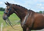 Leuke 10 jarige Z2 metrie v. Bellisimo, Dieren en Toebehoren, Paarden, Merrie, Z, Dressuurpaard, 7 tot 10 jaar