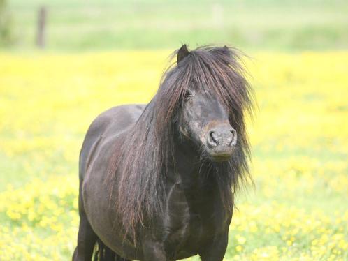Shetlander gezocht, Dieren en Toebehoren, Paarden en Pony's | Hoofdstellen en Tuigage, Ophalen