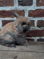 Super mooi NHD x Minilop konijntje🩵, Mannelijk, Hangoor, 0 tot 2 jaar