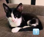 Kittens te koop, Dieren en Toebehoren, Katten en Kittens | Overige Katten, Meerdere dieren