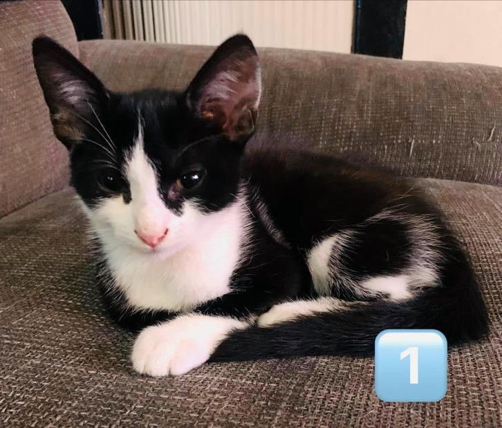 Kittens te koop, Dieren en Toebehoren, Katten en Kittens | Overige Katten, Meerdere dieren