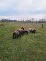 Gedekte blauwe texelaar ooien, Vrouwelijk, Schaap
