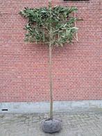 Leilaurier prunus caucasica stamomtrek 12-14 en 14-16 cm, Tuin en Terras, Ophalen of Verzenden, Halfschaduw, Leiboom, 100 tot 250 cm