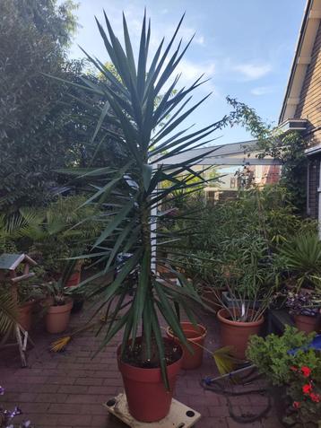 Grote yucca 2.50m hoog (kamerplant) beschikbaar voor biedingen