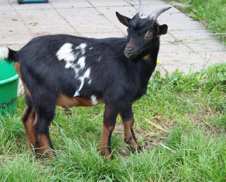 Dwergbok te huur, Dieren en Toebehoren, Schapen, Geiten en Varkens, Geit, Mannelijk