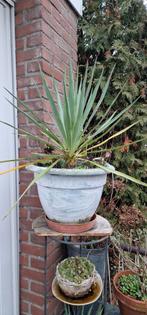 Winterharde yucca tuinplant, Tuin en Terras, Planten | Bomen, In pot, Overige soorten, Ophalen of Verzenden