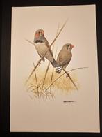 Zebravink, Verzenden, 1980 tot heden, Zo goed als nieuw, Dier