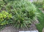 Mooie grote Carex planten. Japanse Zegge 🌱, Ophalen, Zomer, Overige soorten, Volle zon