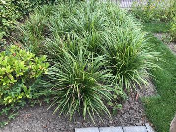 Mooie grote Carex planten. Japanse Zegge 🌱 beschikbaar voor biedingen