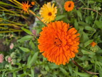 Goudsbloem mix €1. beschikbaar voor biedingen