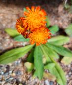 ORANJE Havikskruid 5 voor €5,- NU PLANTTIJD, Ophalen, Zomer, Overige soorten, Volle zon