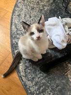 Snowshoe Siamees chocolade point kitten, Dieren en Toebehoren, Kater, 0 tot 2 jaar