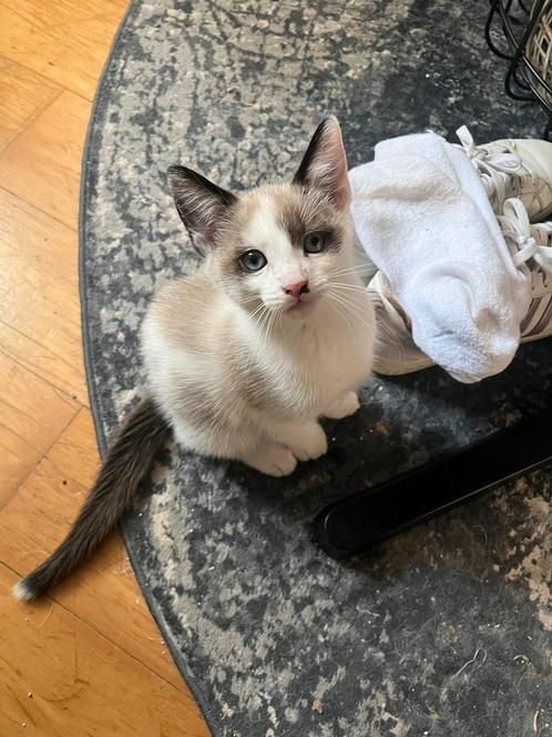 Snowshoe Siamees chocolade point kitten, Dieren en Toebehoren, Katten en Kittens | Raskatten | Korthaar, Kater, 0 tot 2 jaar
