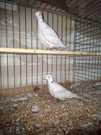 Koppel lachduiven, Dieren en Toebehoren, Meerdere dieren, Overige soorten