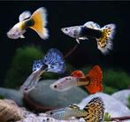 Guppen man vrouw, Ophalen