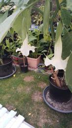 Brugmansia dubbel Wit, Vaste plant, Halfschaduw, Zomer, Ophalen