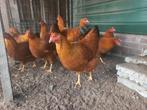 Te koop New Hampshire kippen het zijn 8 hennen en 2 hanen, Dieren en Toebehoren, Pluimvee, Meerdere dieren, Kip