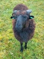 Ouessant ram, Dieren en Toebehoren, Schapen, Geiten en Varkens, Mannelijk, Schaap, 0 tot 2 jaar