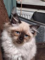 Zeer mooie lieve ragdoll kittens., Meerdere dieren