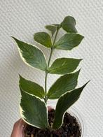 Hoya polyneura Albomarginata, Ophalen of Verzenden, Overige soorten, Volle zon