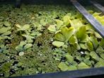 Drijfplanten: Silvinia natans en Pistia Stratiotes, Plant(en), Steen of Hout, Ophalen