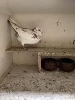 Post duivin, Dieren en Toebehoren, Vrouwelijk, Postduif