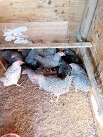 Amrock haantjes, Dieren en Toebehoren, Pluimvee, Mannelijk, Kip