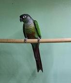 Pyrrhura pop 2023, Dieren en Toebehoren, Vogels | Parkieten en Papegaaien, Vrouwelijk, Parkiet, Geringd