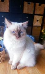 Ragdoll katertje, Dieren en Toebehoren, Katten en Kittens | Raskatten | Langhaar, Kater, Ingeënt