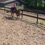 Verzorgpaard/pony gezocht, Dieren en Toebehoren, Paarden en Pony's | Verzorgingsproducten, Ophalen of Verzenden