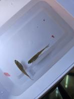 2 tetra vissen, Vis, Zoetwatervis