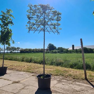 Sierpeer | Pyrus calleryana Chanticleer spalier beschikbaar voor biedingen