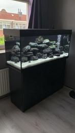 Juwel Rio 240, Dieren en Toebehoren, Ophalen, Zo goed als nieuw, Gevuld zoetwateraquarium