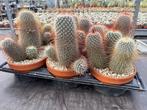 Cactus Mammillaria Magnifica in de 16cm schaal, Huis en Inrichting, Cactus, Minder dan 100 cm, Ophalen of Verzenden, In pot