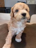 Maltipoo pups beschikbaar, Parvo, Overige rassen, 8 tot 15 weken, Meerdere